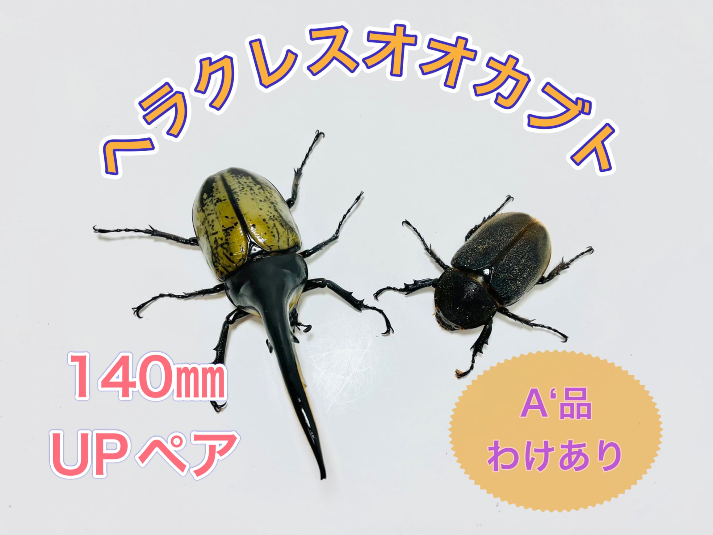 132㎜ / 成虫 / オス / ヘラクレスオオカブト | PAY ID 132㎜ / 成虫 / オス / ヘラクレスオオカブト | PAY ID