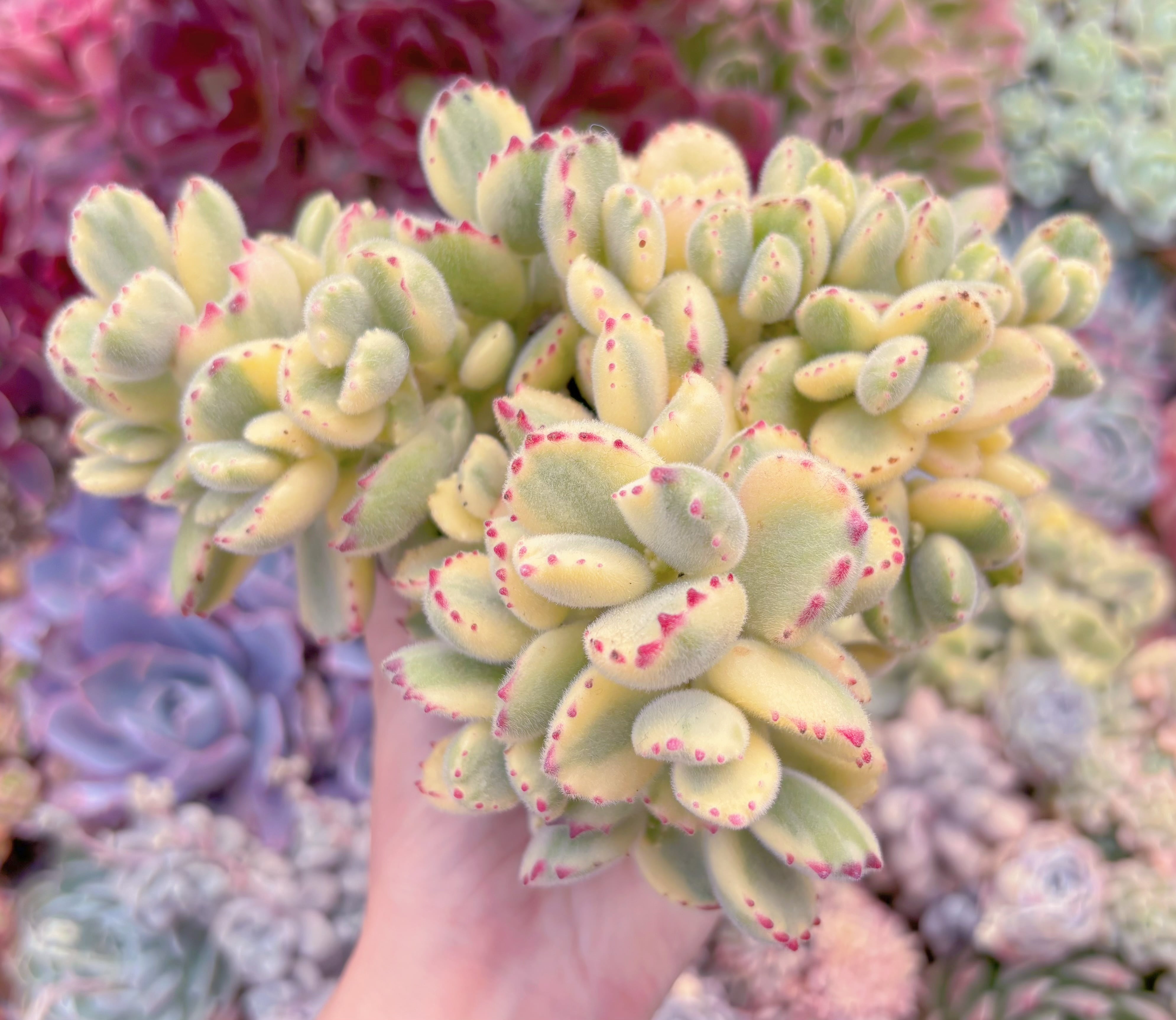 現品　白熊#A86　るる農園