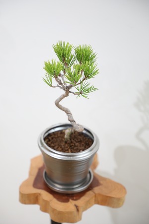【S】黒松 盆栽/Japanese black pine bonsai 　※陶器鉢付き