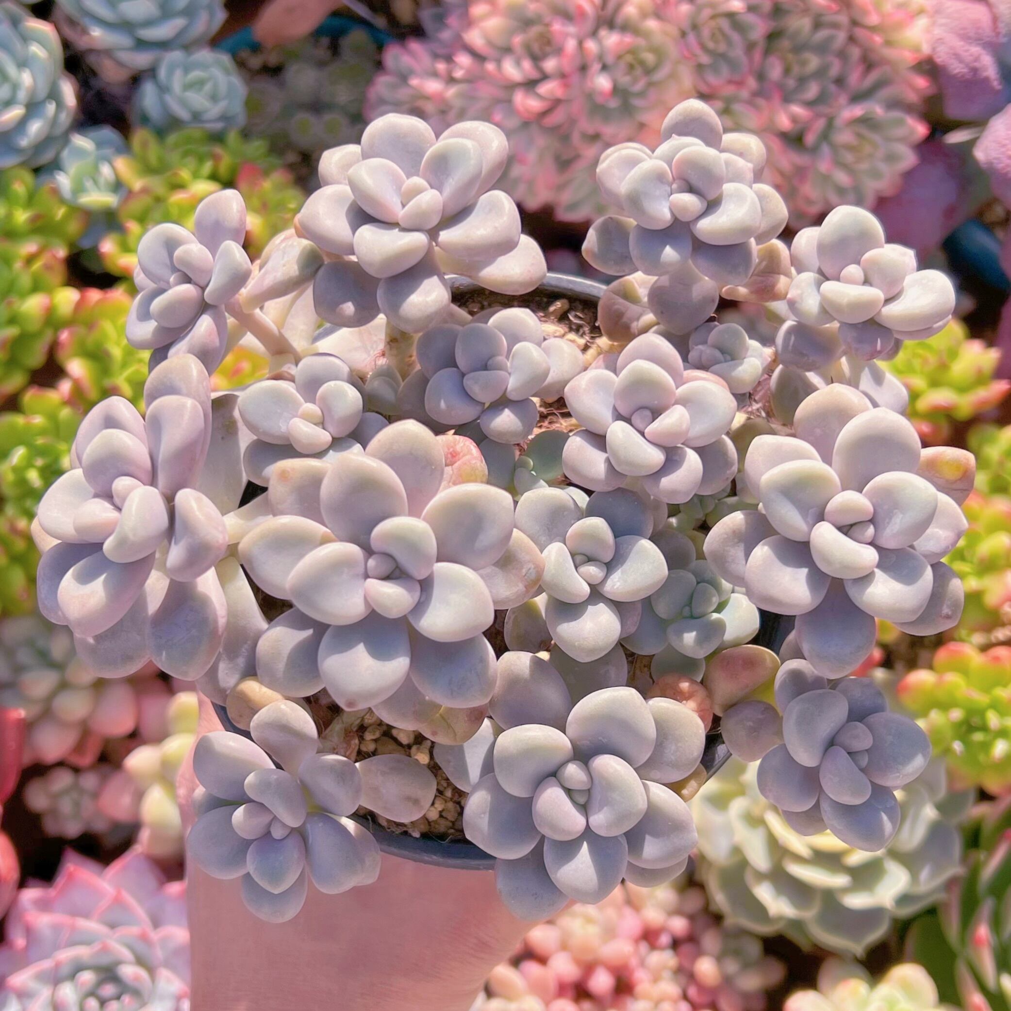 現品　エイレン#678　特大　新入荷　るる農園