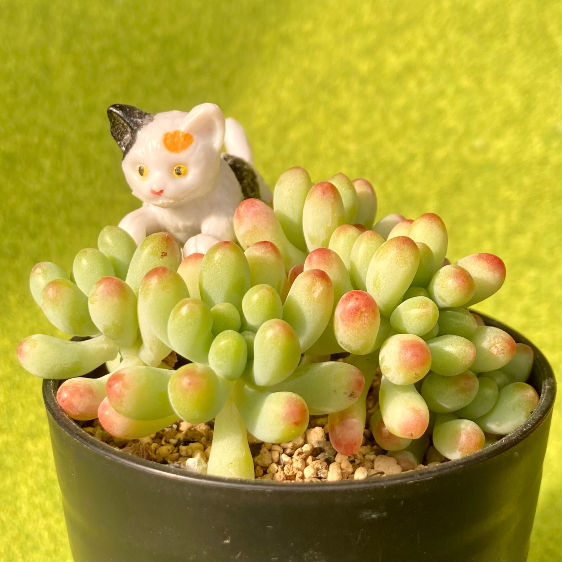 乙女心錦綴化入り 多肉植物 セダム