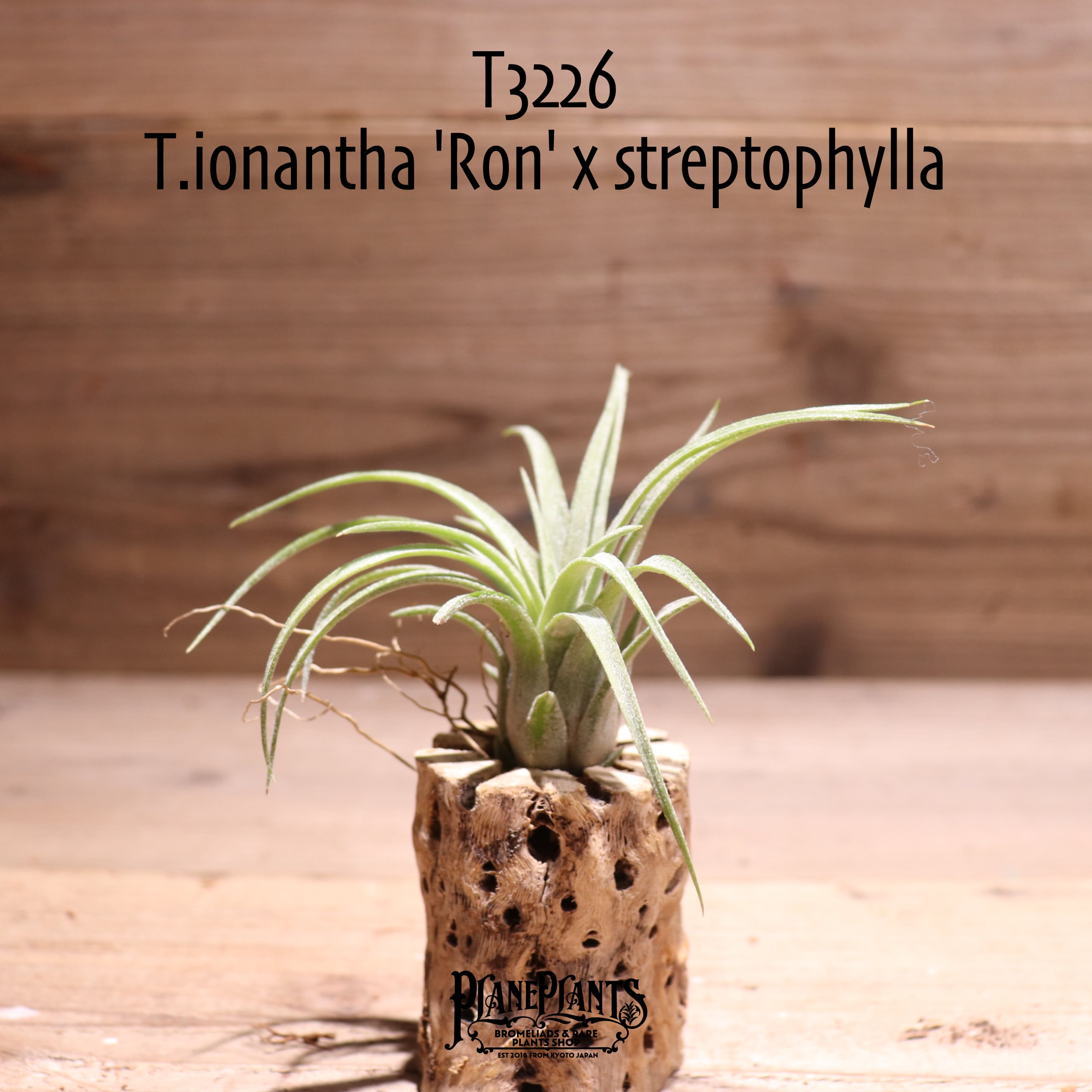 送料無料】ionantha 'Ron' x streptophylla〔エアプランツ〕現品発送