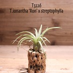 【送料無料】ionantha 'Ron' x streptophylla〔エアプランツ〕現品発送T3226