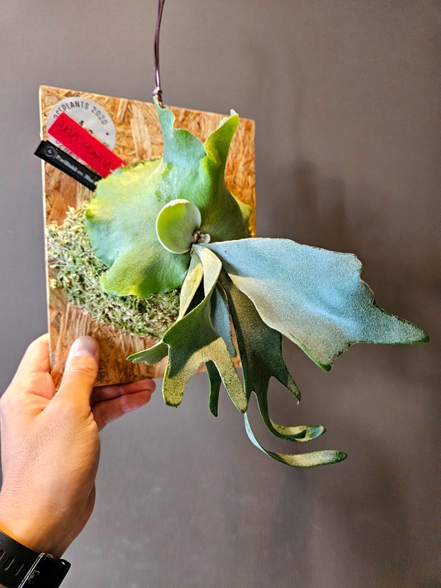 P.willinckii cv. Blue Queen Sporelings【artPLANTs】ビカクシダ/ Platycerium