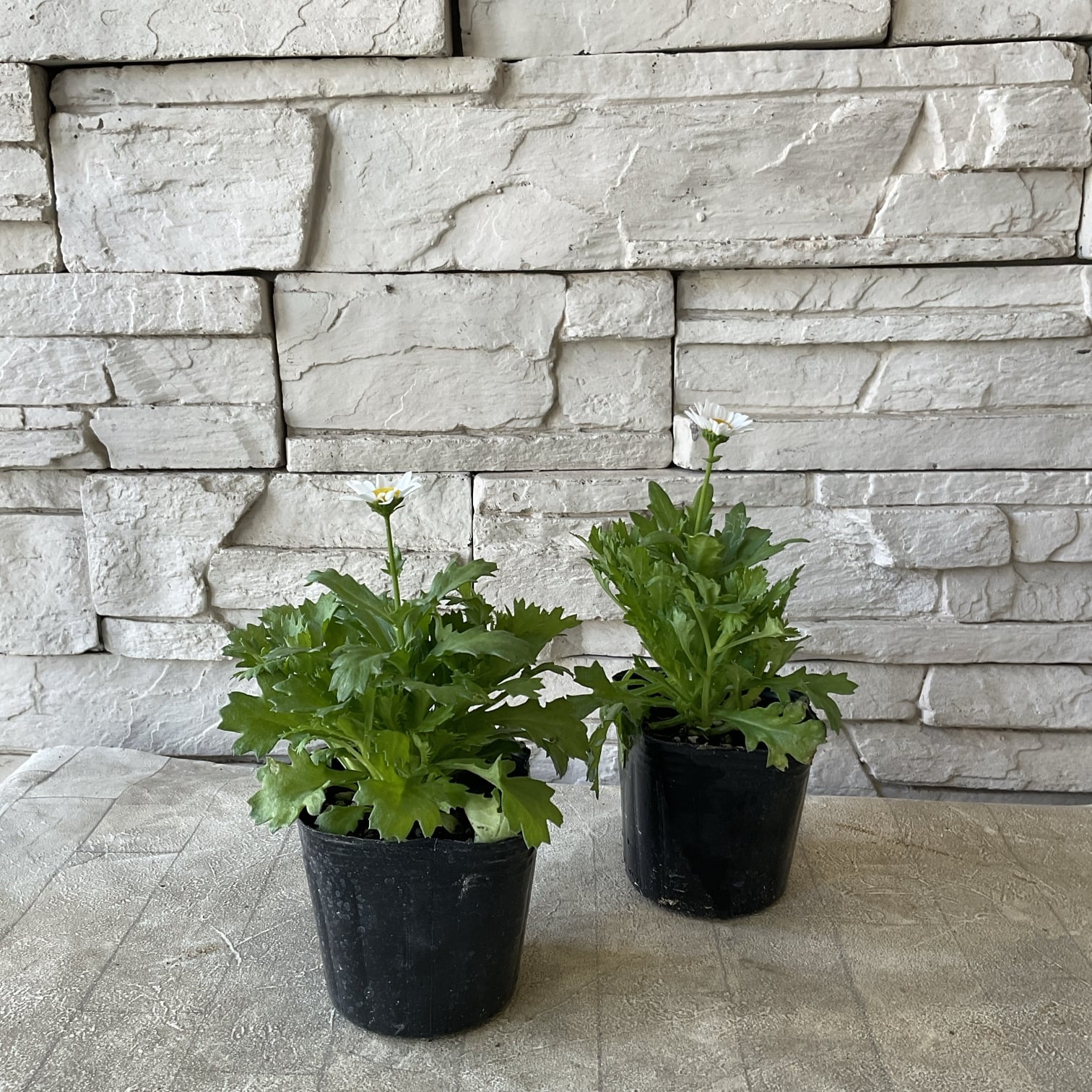 プリムラ レトロボックス | 橋本種苗園