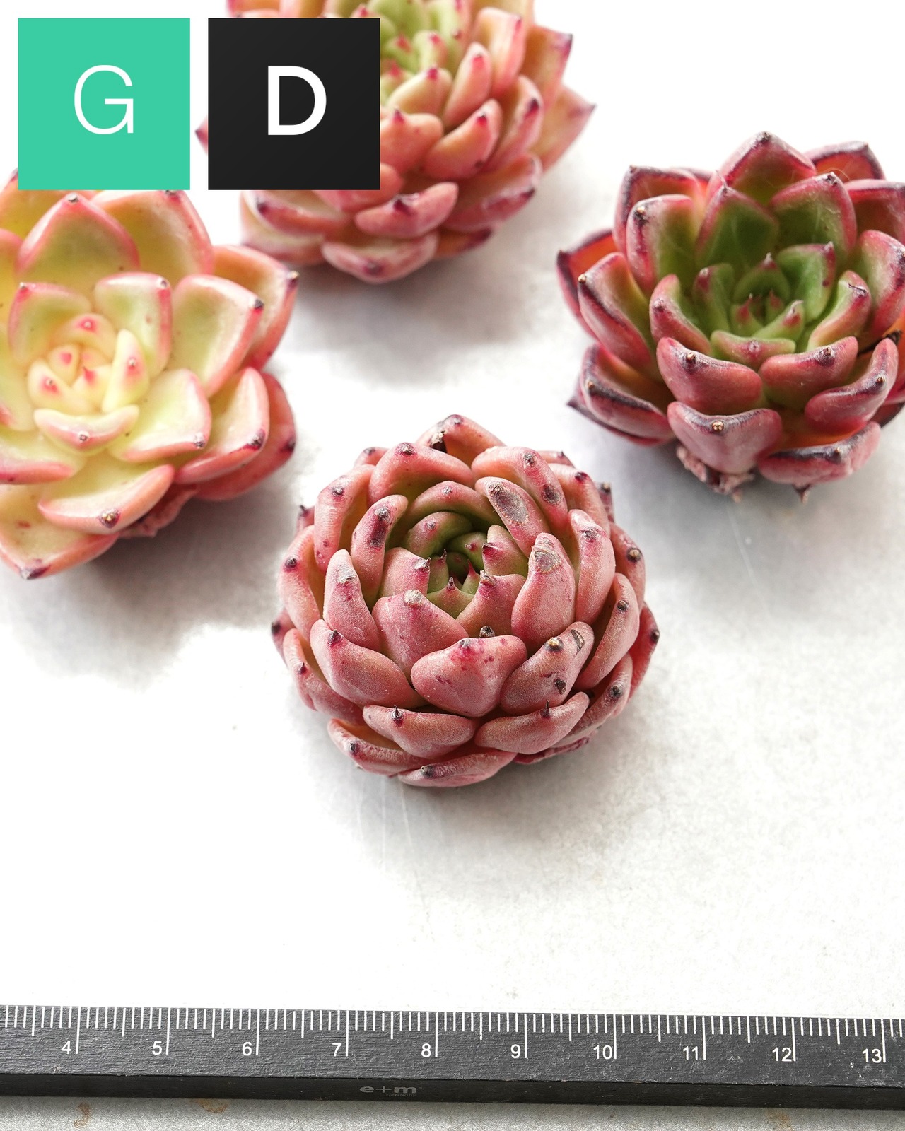 一部発根済カット苗 ライトレイ M Echeveria 'Light Rays'