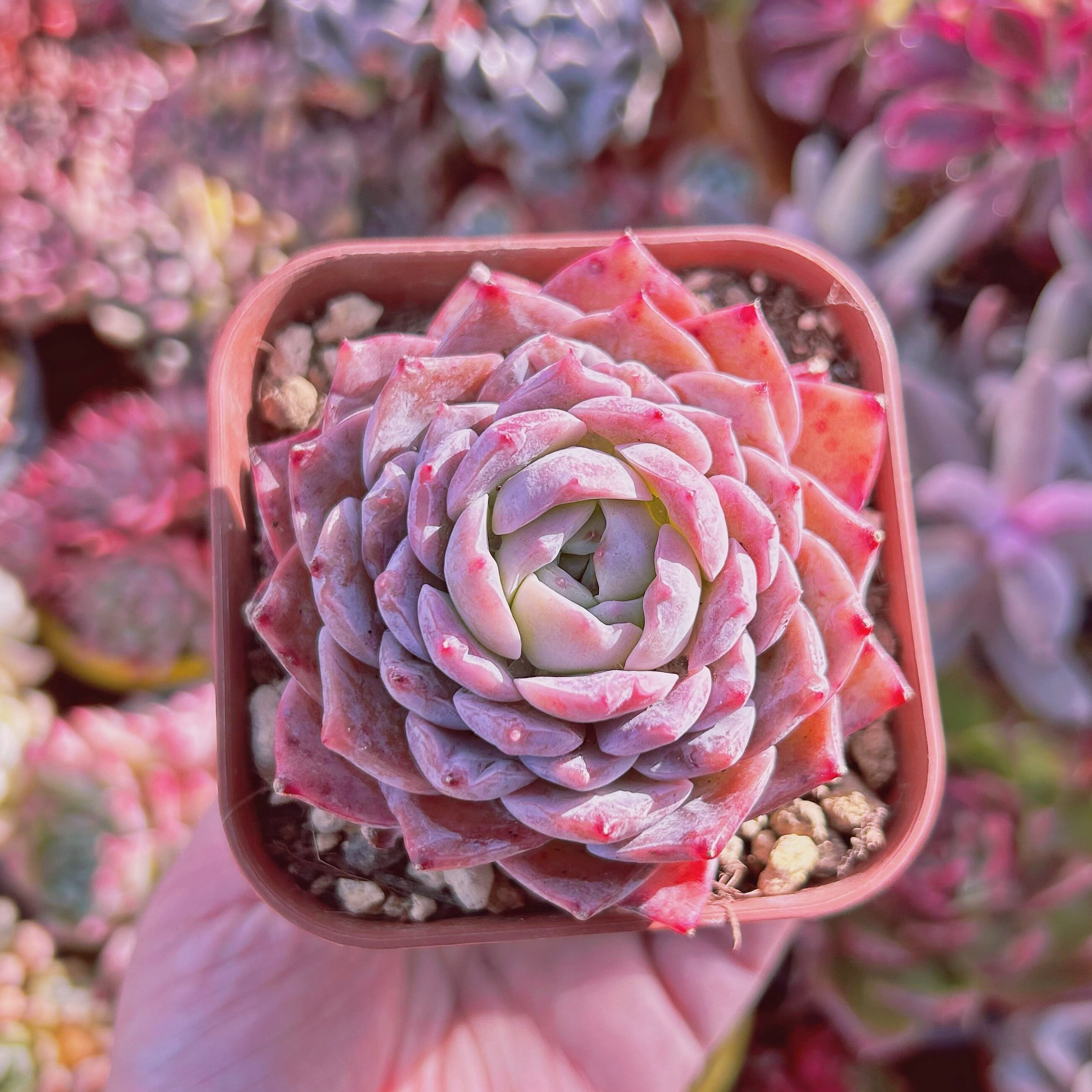 252現物 多肉植物 アメイジンググレース 大苗 | るる農園~多肉植物専門