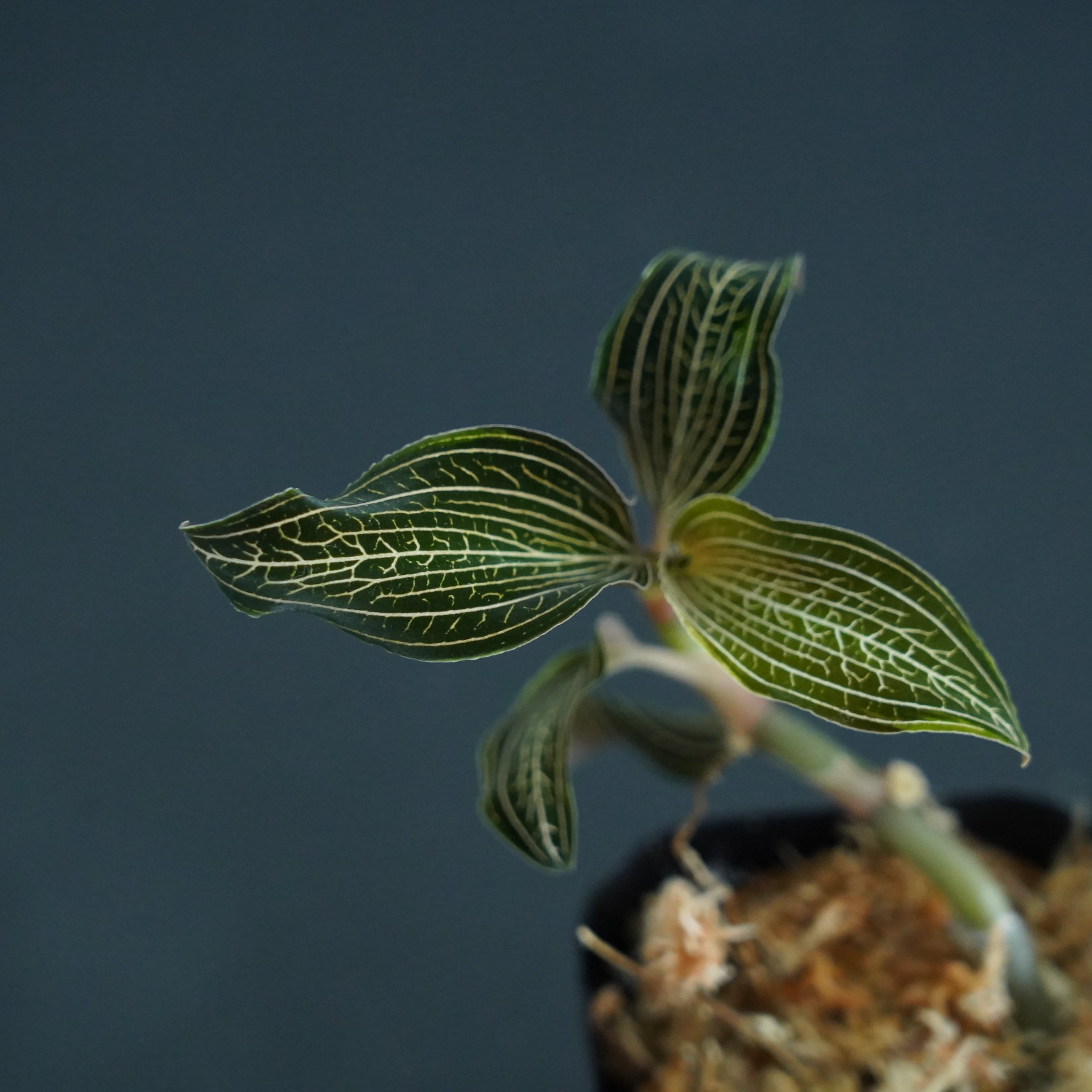 ◆現品◆ルドキルス 斑入り【ジュエルオーキッド宝石蘭/TheGAKI】#645