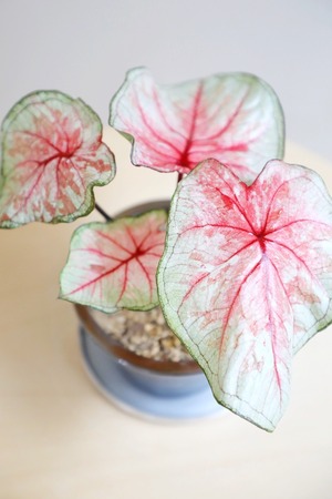 【S】カラジウム トッツィ/Caladium