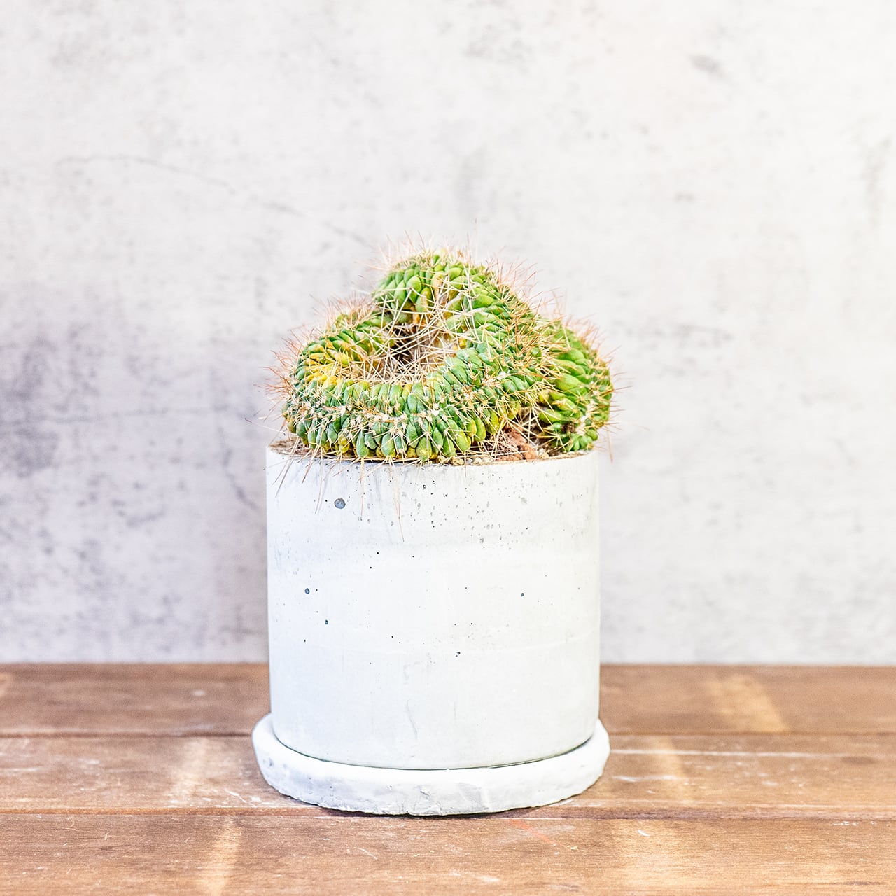 【緻密な白棘と鮮やかな黄色】マミラリア・白竜丸（綴化）。一株ごとの厳選仕入れにこだわり、個性あふれる一鉢をお届け。｜虫発生抑制｜送料全国一律850円