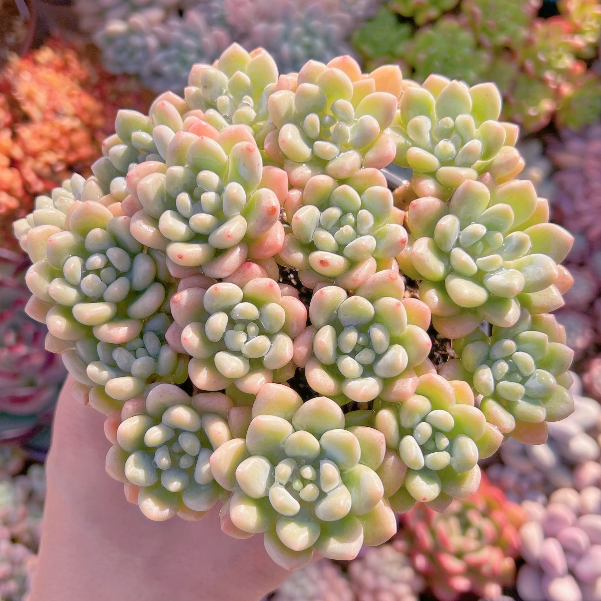 現品　ロココ#024   特大群生　るる農園