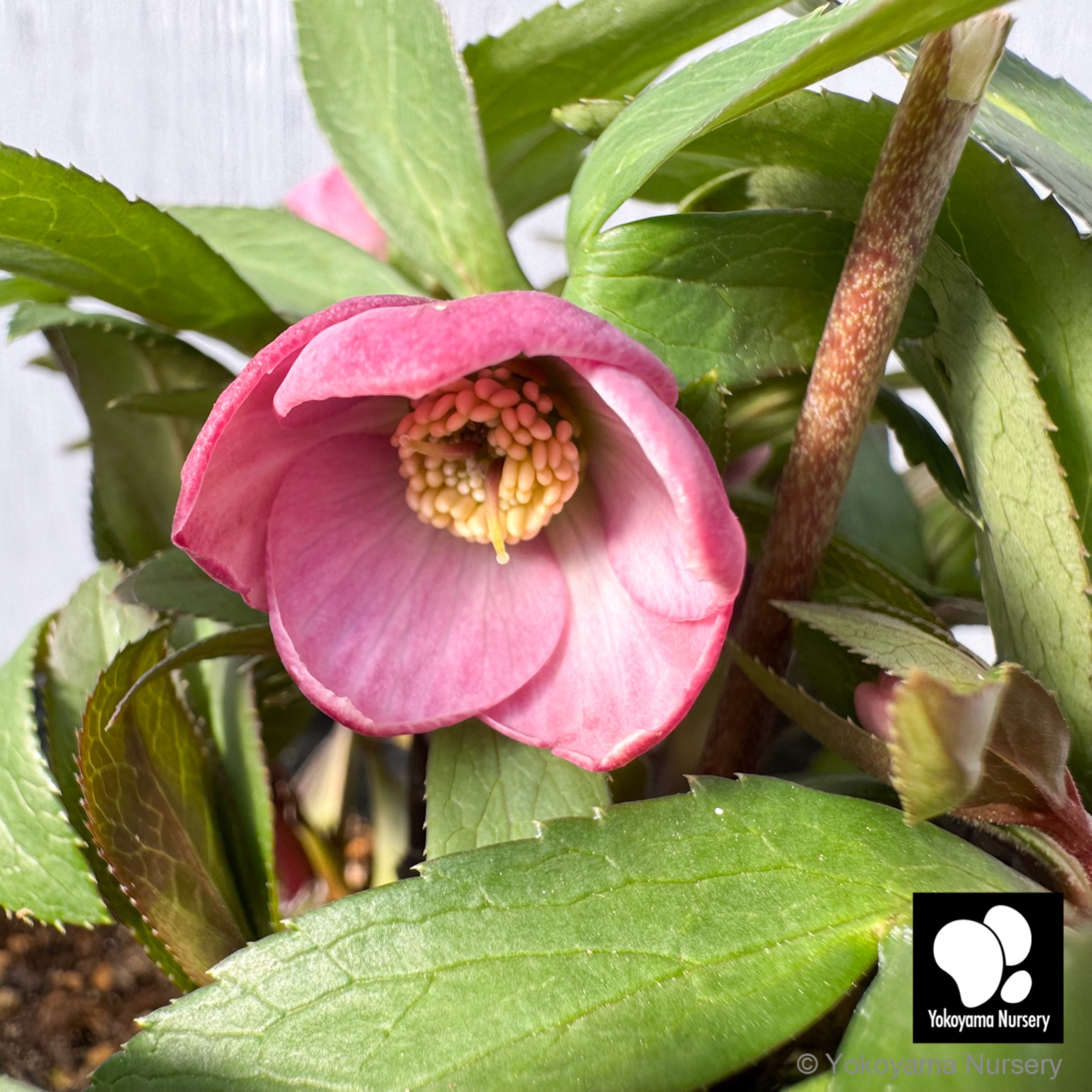 抽選販売】［15］ クリスマスローズ プチドール ピンク 4.5号 | 横山