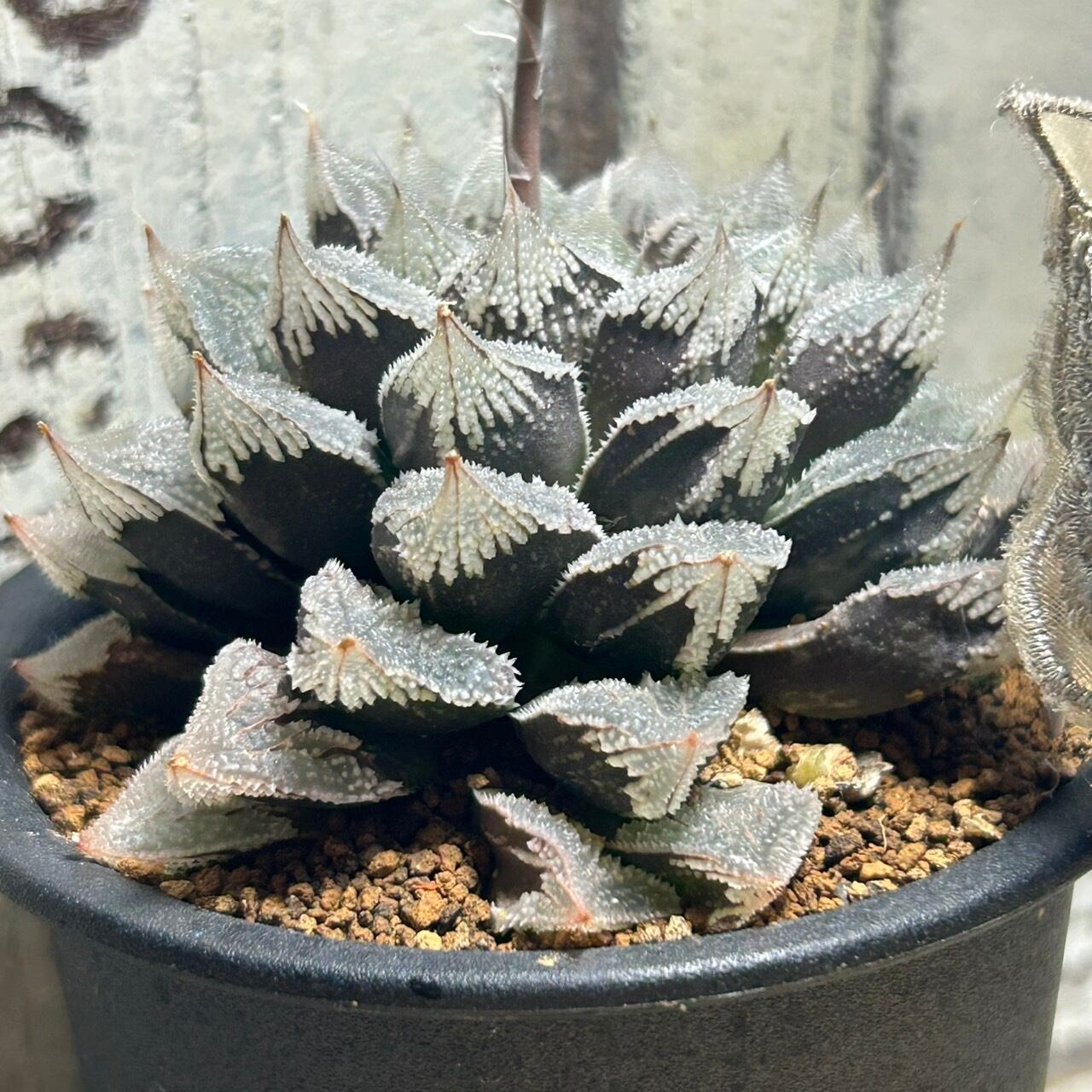 T)白帝城 ハオルチア | RuPo 多肉植物専門店