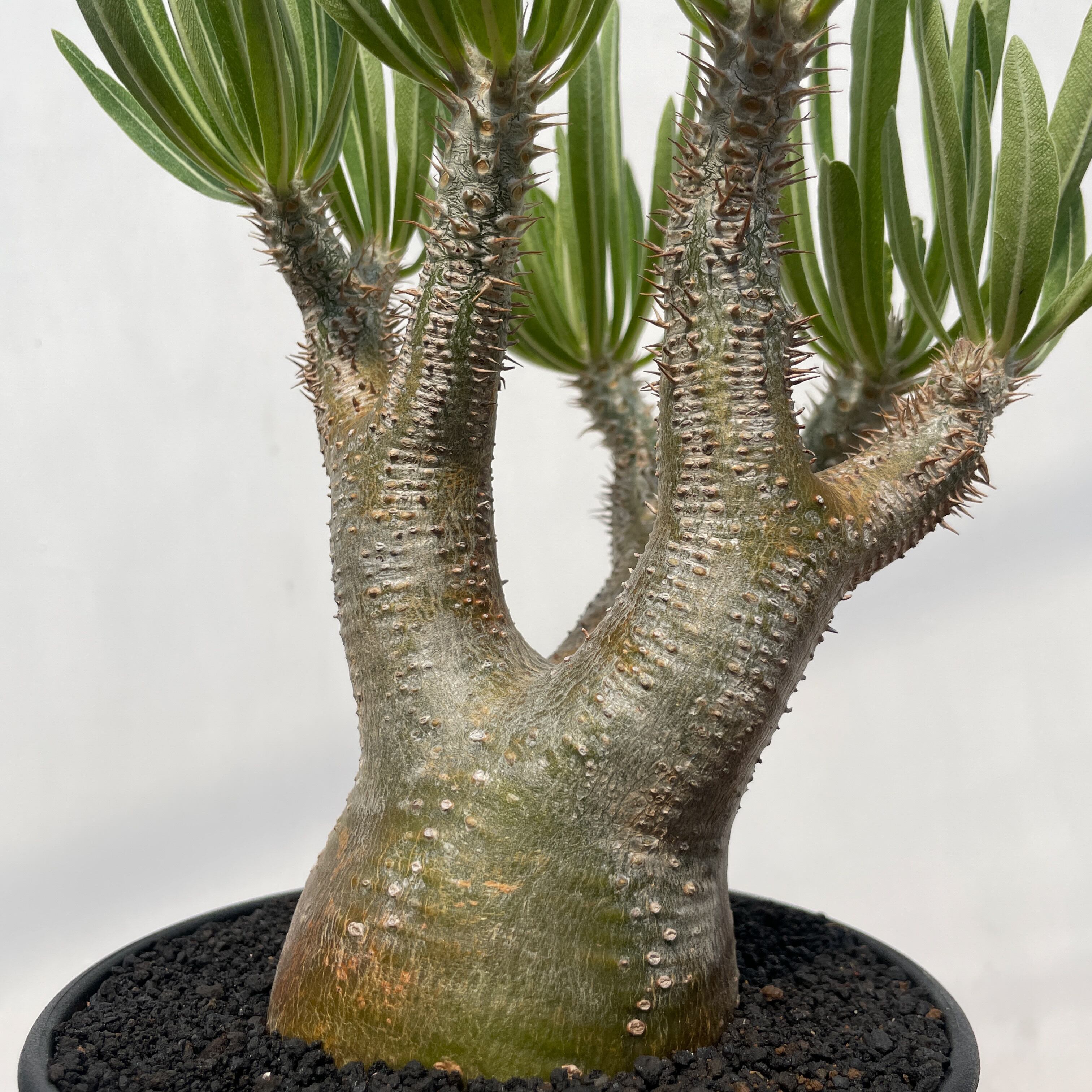 Pachypodium rosulatum var. inopinatum 【パキポディウム