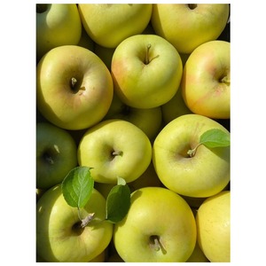 ぐんま名月 １０ｋｇ家庭用