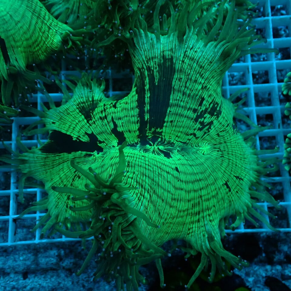 値下げ！オーストラリア産　オオバナサンゴ 値下げ！オーストラリア産 オオバナサンゴ 値下げ！オーストラリア産