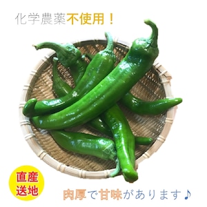 万願寺とうがらし（青）<500g>