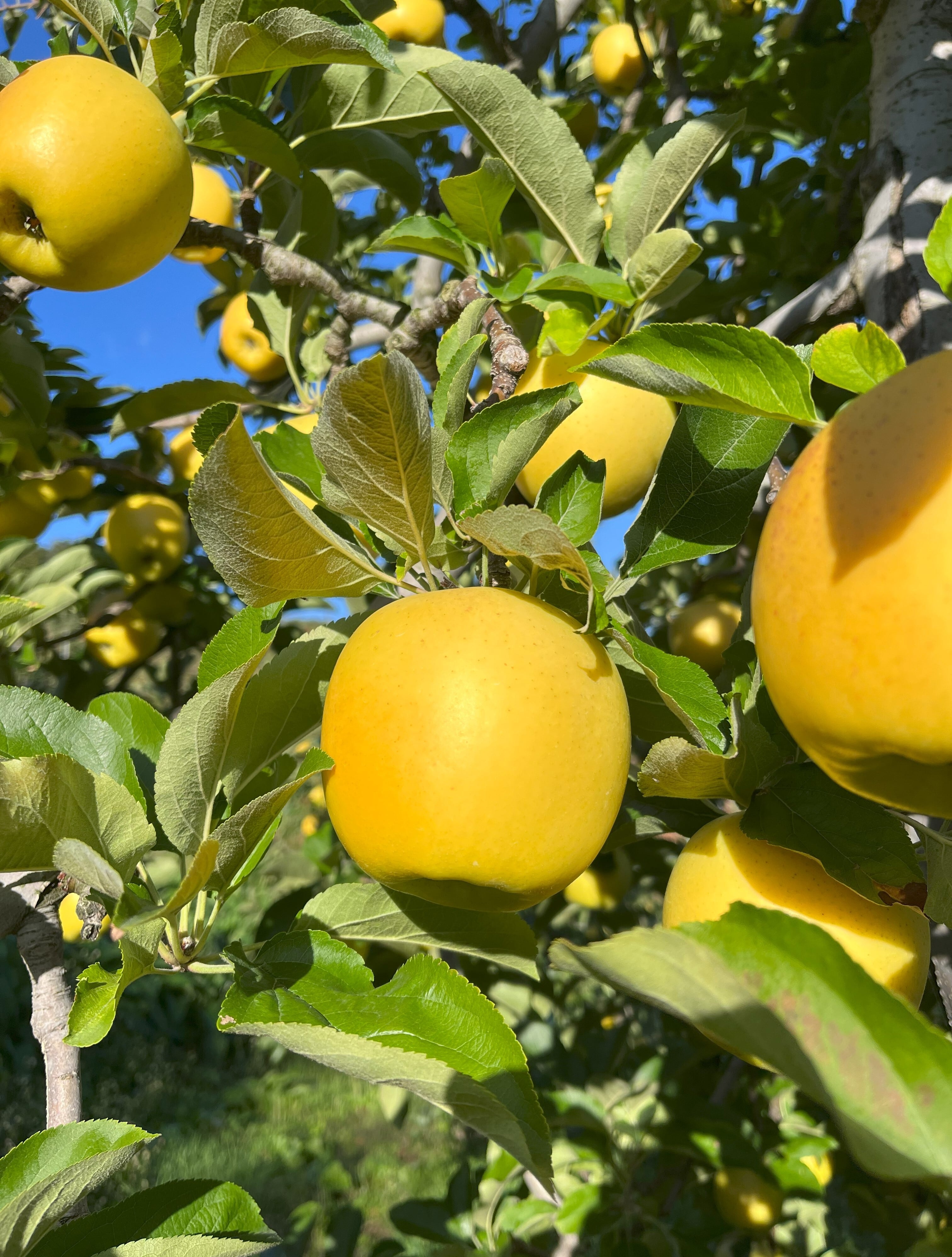 シナノゴールド＆葉取らずサンふじ家庭用　2kg