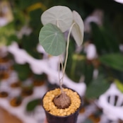 Stephania kaweesakii / ステファニア・カウィーサキ⑫ / 観葉植物<育て方・花言葉>