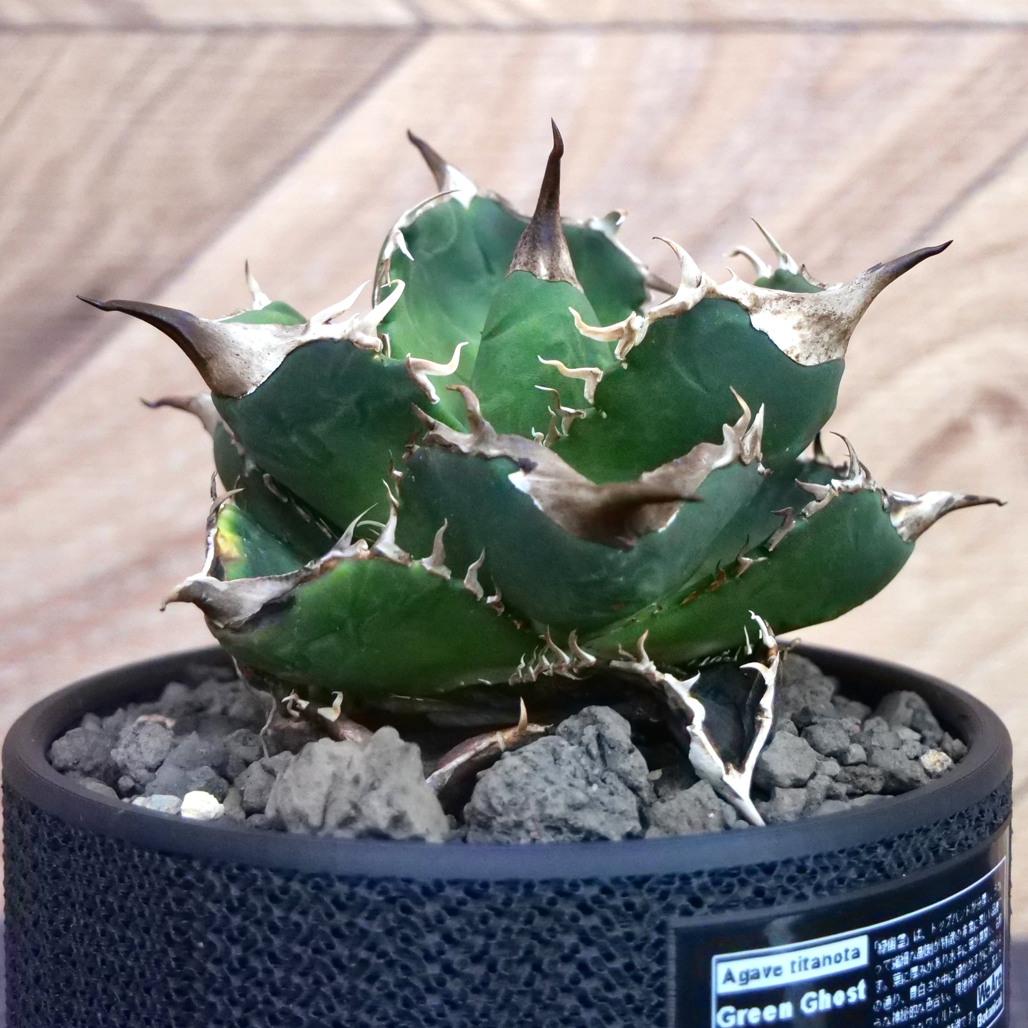アガベ オテロイ　緑幽霊 Agave Titanota 緑幽霊 (Green Ghost) アガベ チタノタ / 中株(4号鉢