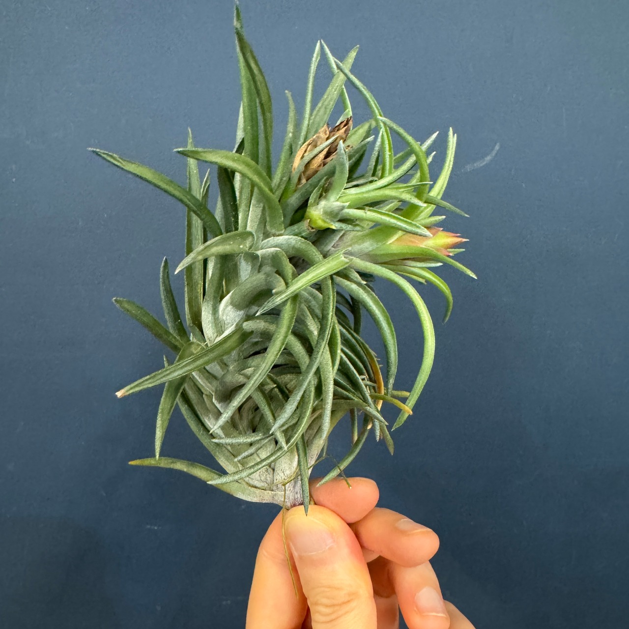 チランジア　ネグレクタ【213】