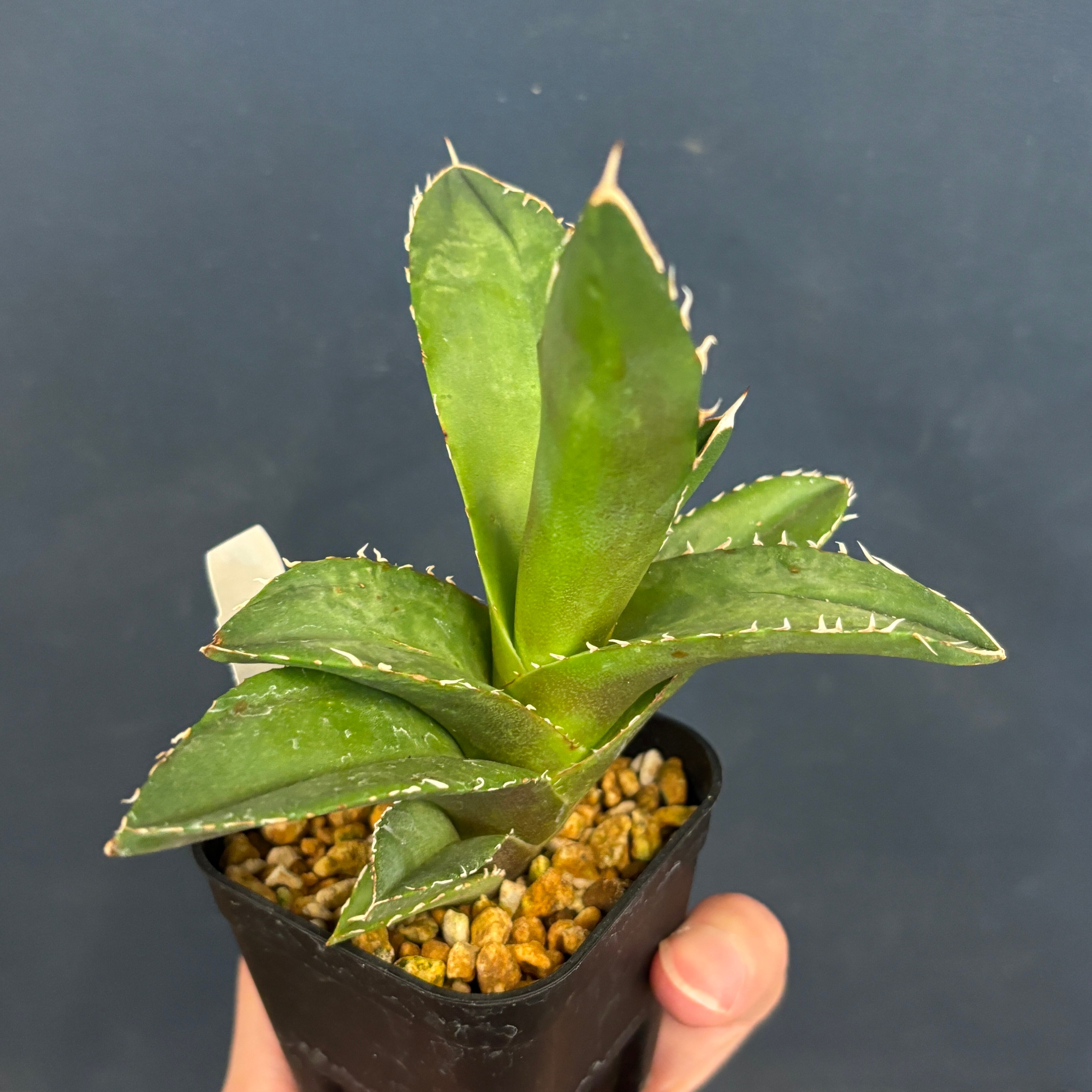 アガベ チタノタ 金鷹【29】 | PROTOLEAF プロトリーフ