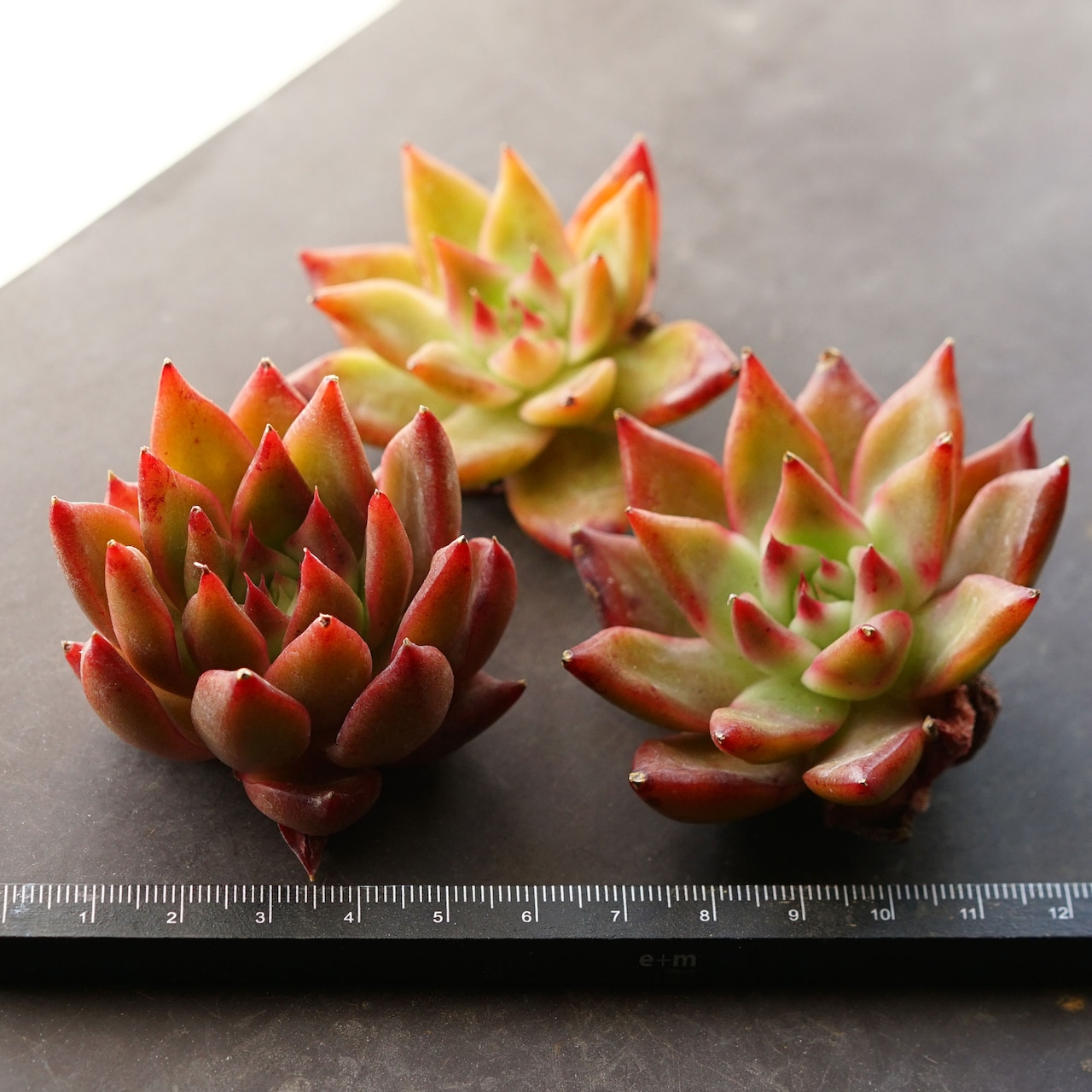 発根済カット苗 フランクレイネルト Echeveria 'Frank Reinelt'