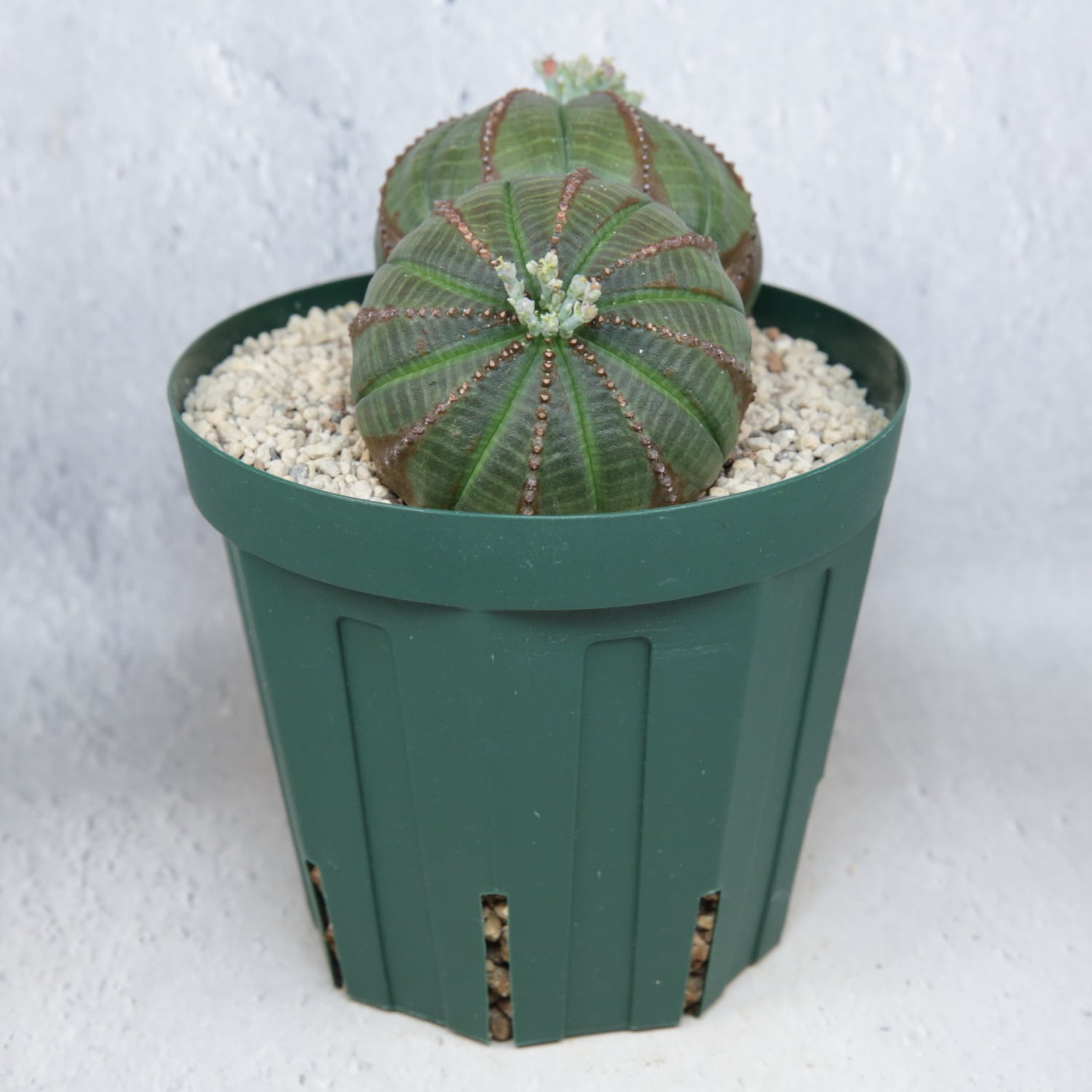 ユーフォルビア　オベサ　大株　木質 大株 約10.5cm ダブルヘッド オベサ / 良形株 木質化 ユーフォルビア