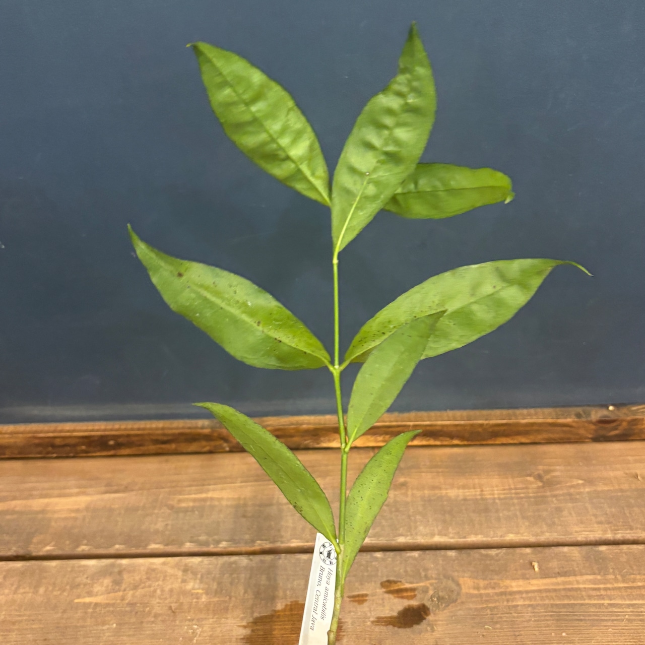 ホヤ amicabilis Bruno, Central Java【1046】