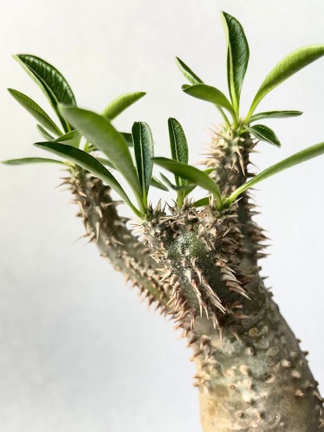 パキポディウム・ホロンベンセ