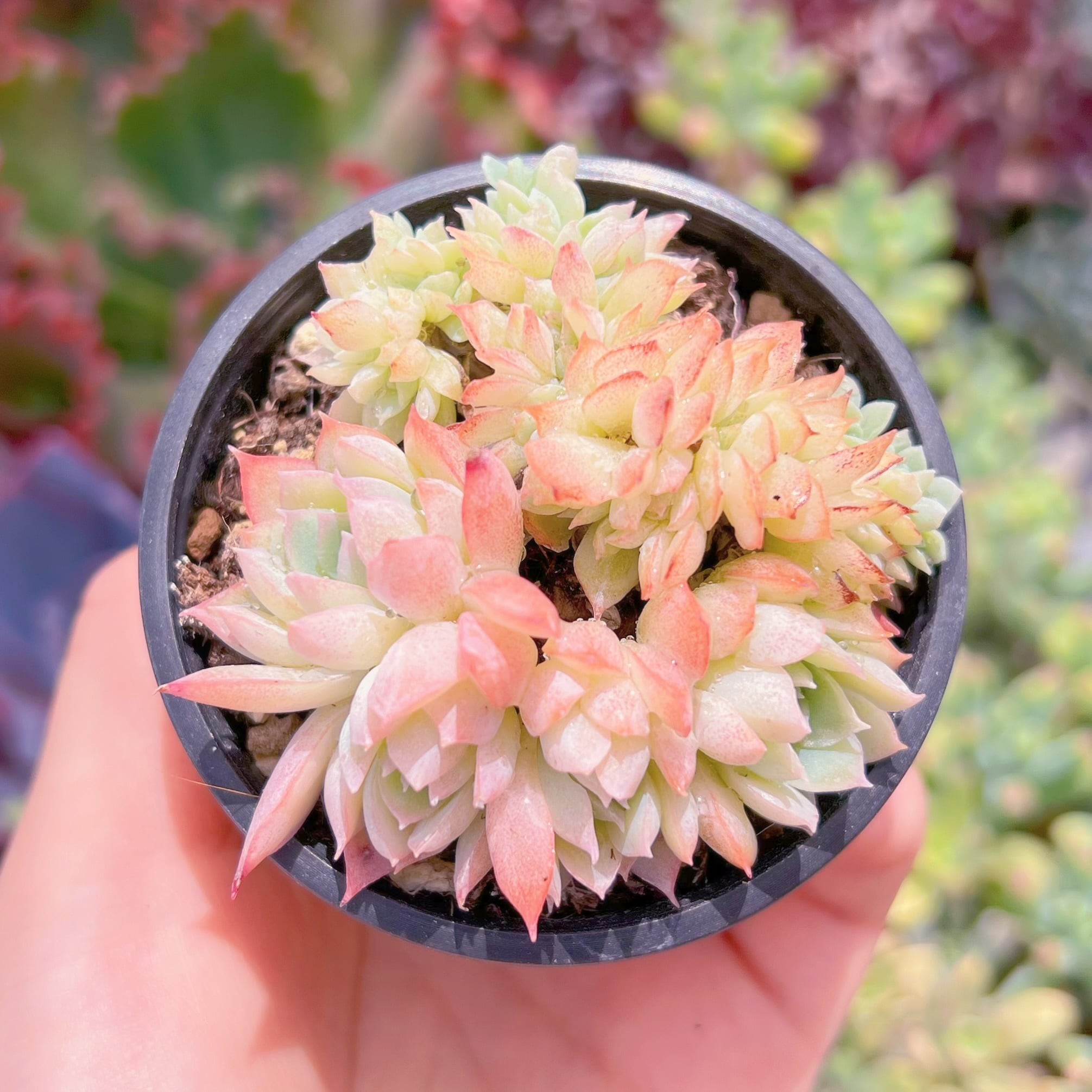 現品　桜雨#K138   古株　部分缀化　るる農園