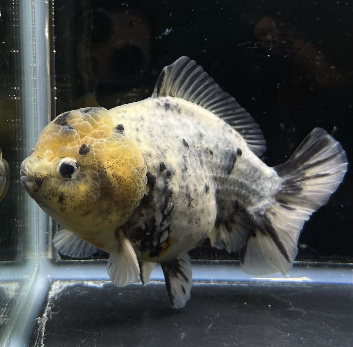 白黒オランダ ショートテール ST 金魚 中国産 人気種 レアカラー 美個体 約12cm