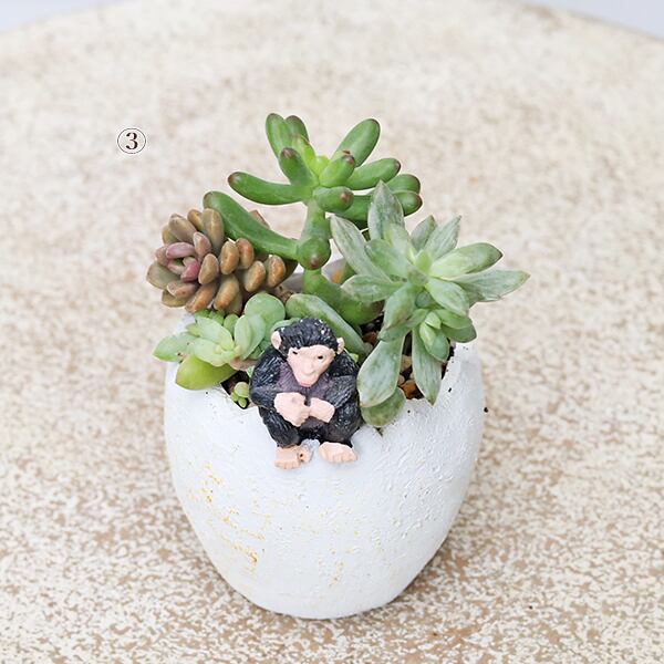 おしゃれ木製プランター ホワイト 寄せ植え 多肉植物 ナチュラル ガーデン 玄関 現品販売 かわいいプランター×ミニ多肉植物寄せ植え 多年草 鉢 雑貨