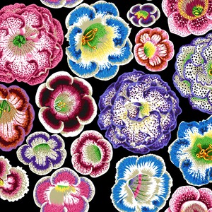 8/21発売！USAコットン Kaffe Fassett（布幅X50cm単位カット）Helen（ヘレン）PWPJ140.BLACK｜Philip Jacobs