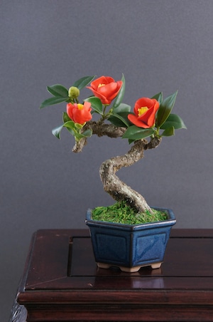 盆栽 山茶椿 Camellia Bonsai #26（鉢変更）