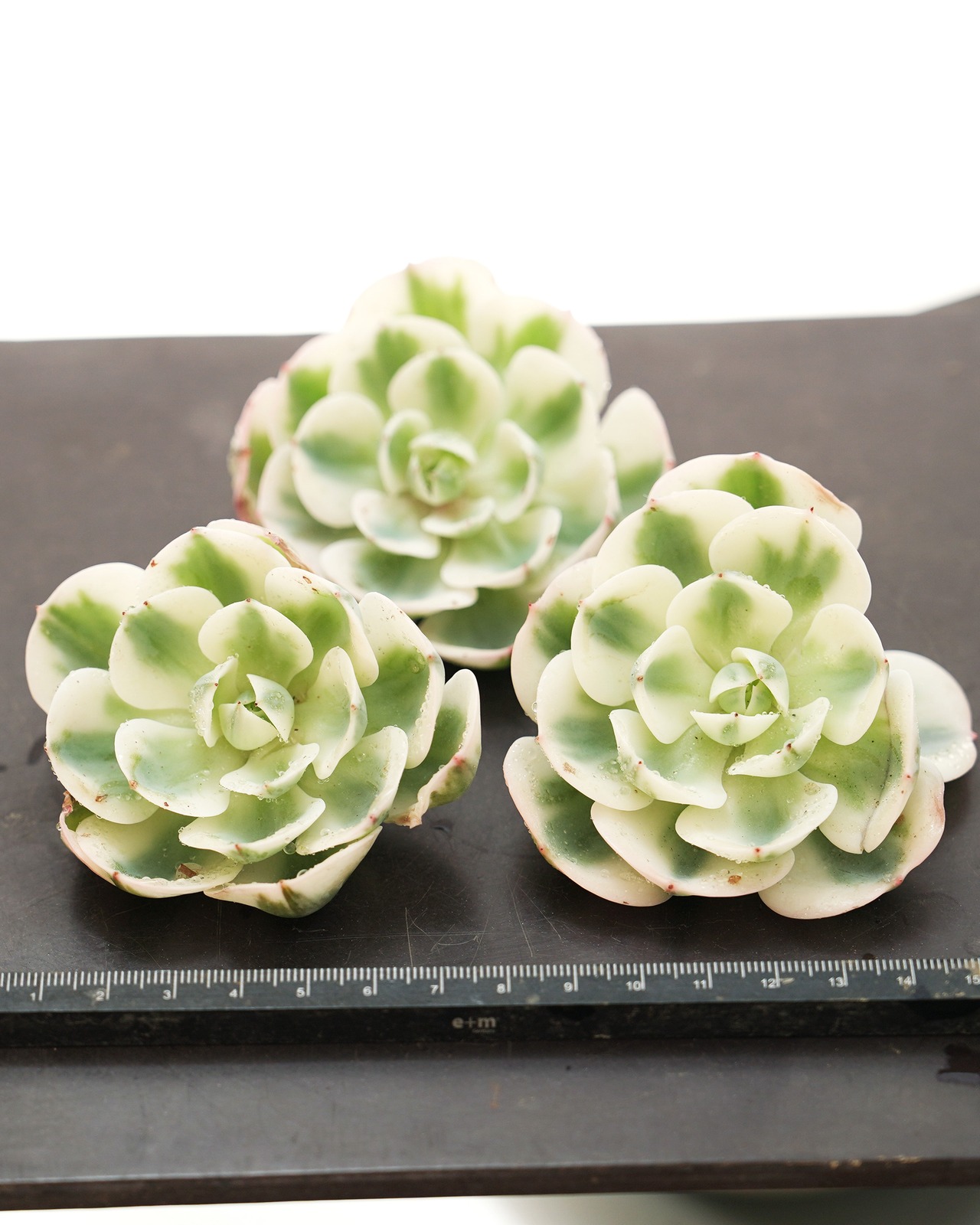 カット苗 ルノーディーン Echeveria 'Lenore Dean'