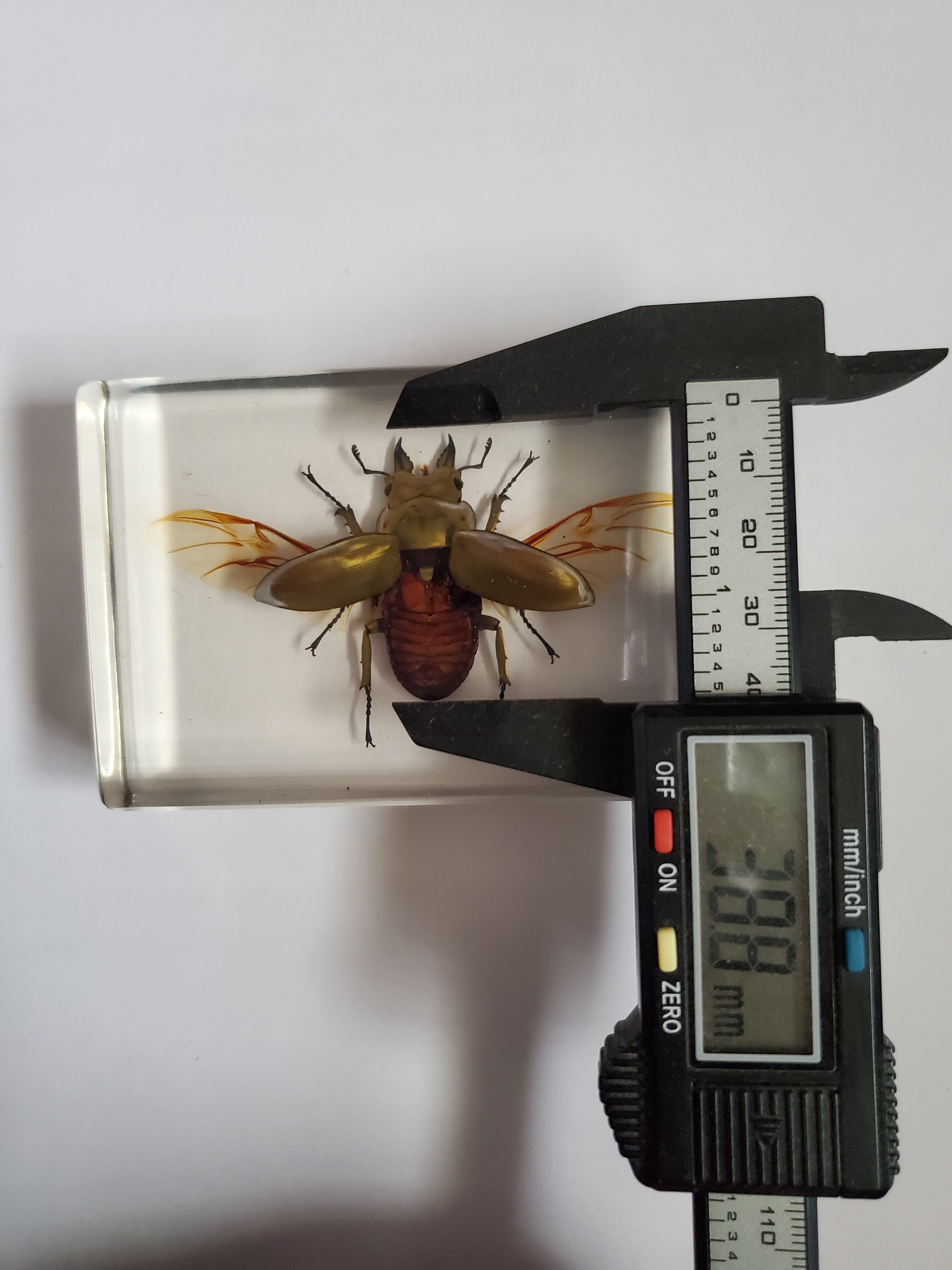 オウゴンオニクワガタ 樹脂標本 ウェイト 【公式通販】