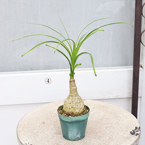観葉植物 トックリラン ポニーテール ノリナ 3号ポット 鉢植え 観葉植物 トックリラン ポニーテール ノリナ 3号ポット 鉢植え