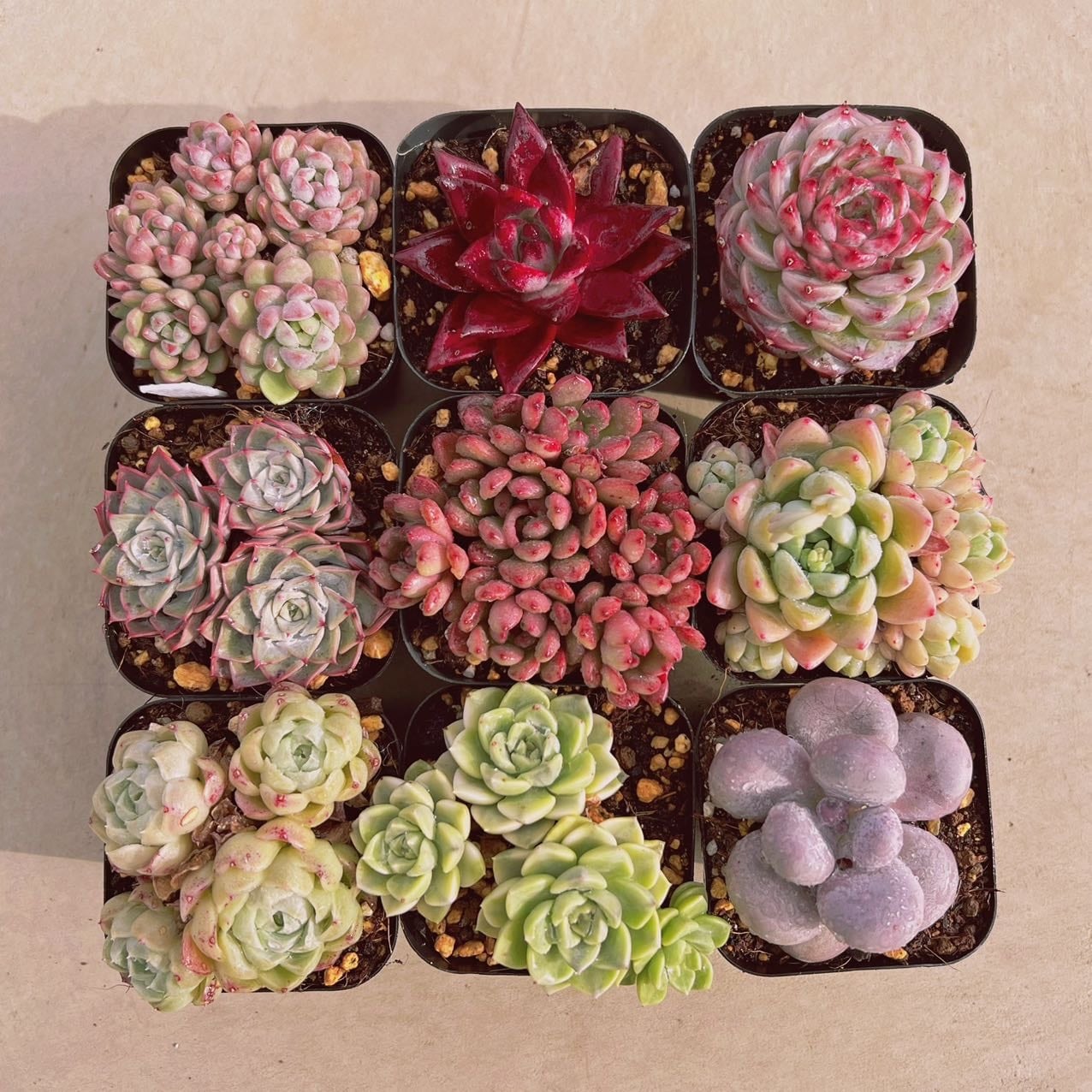 セット010(1月26日base販売会)