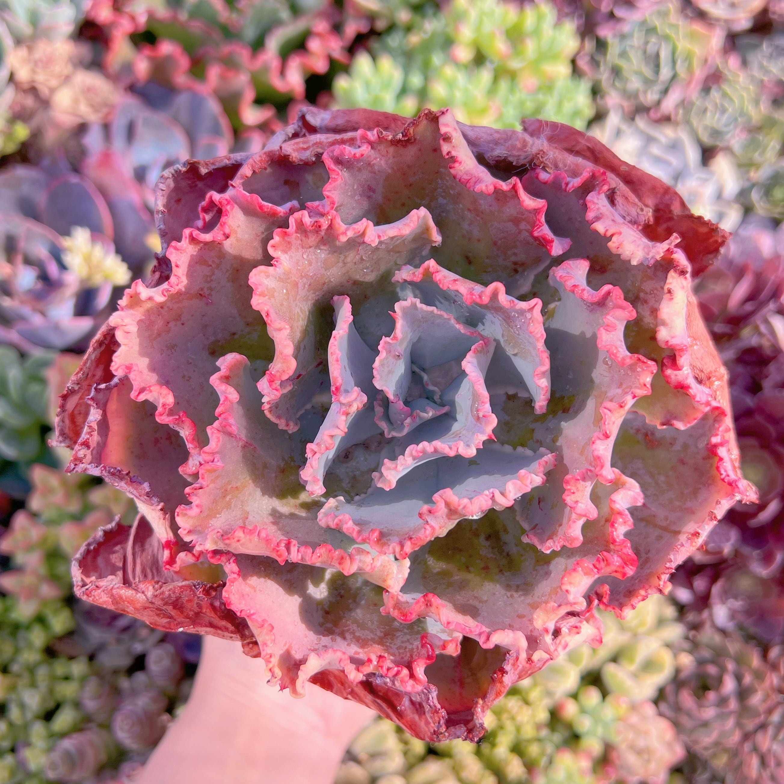 現品　ディックライト#K208　特大苗　るる農園