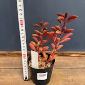 ペペロミア グラベオレンス【402】