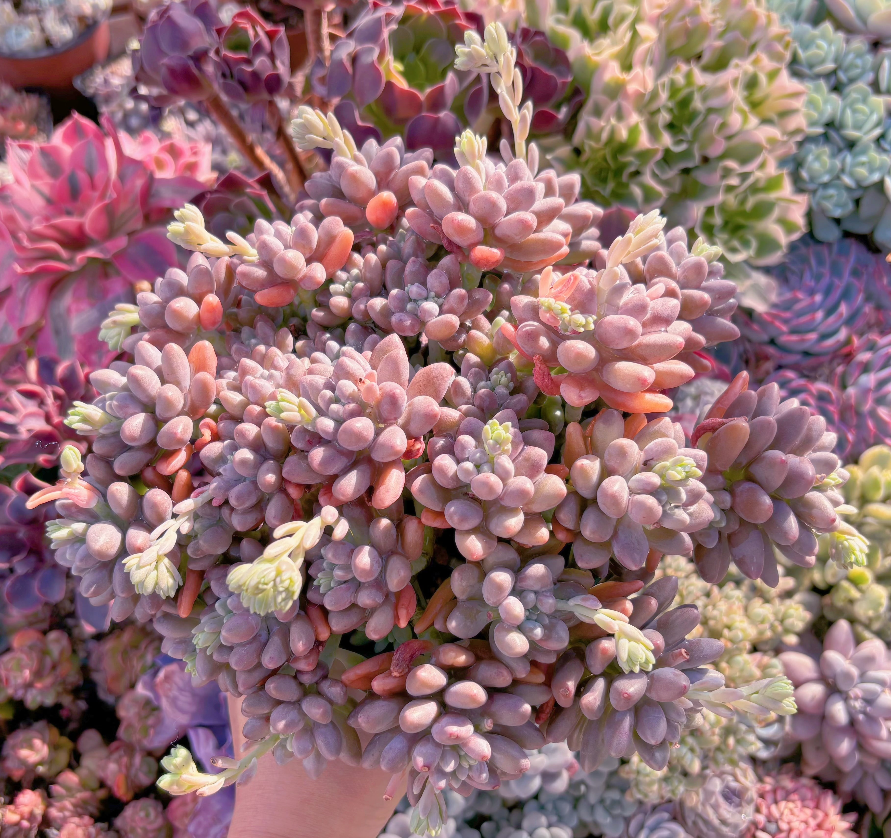 現品　エクスパトリマータxクレムネリア#A05　特大群生　るる農園