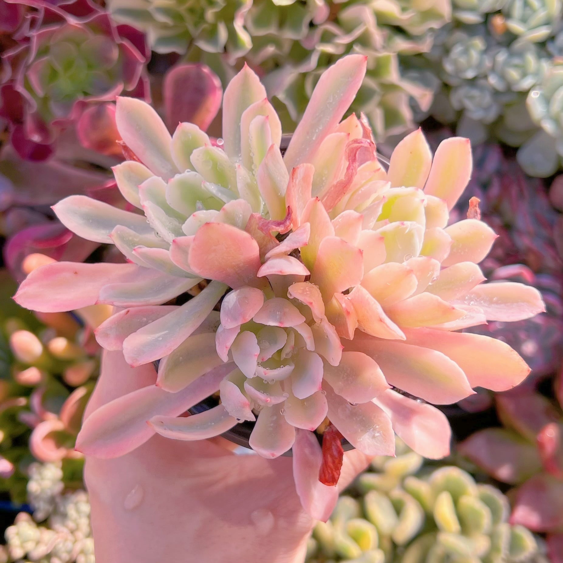 現品　hoveyi錦#670   群生　るる農園