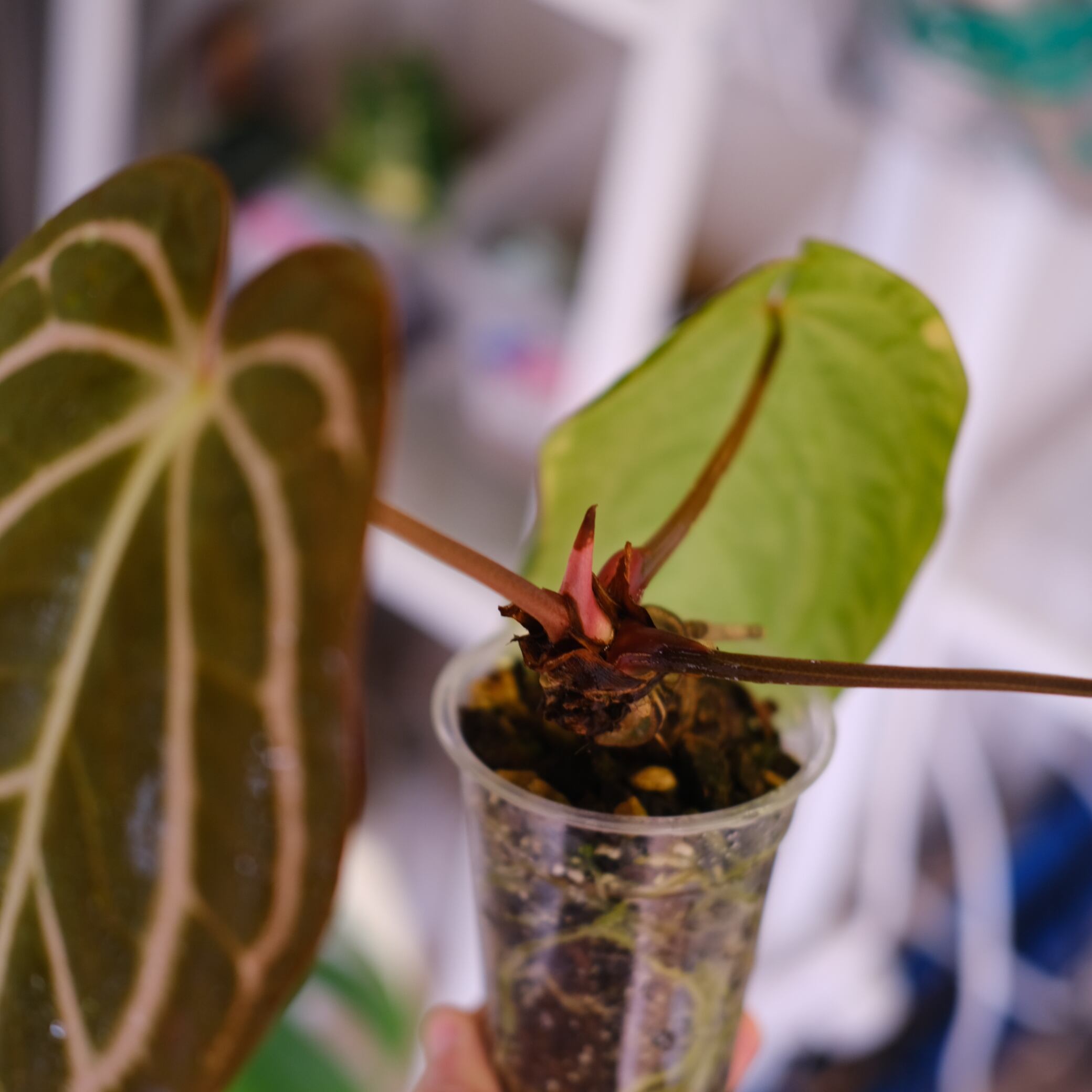 その他観葉植物 Anthurium Carlablackiae Anthurium carlablackiae (seedling) — Ecuagenera Orquídeas del Ecuador