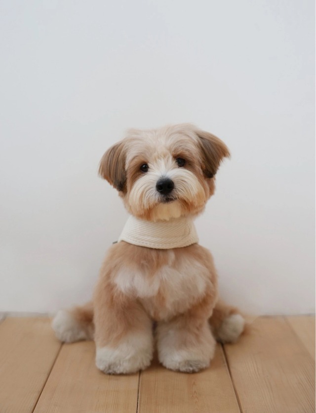 〈即納アイテム〉Dverry / コーデュロイハーネス(Cream)