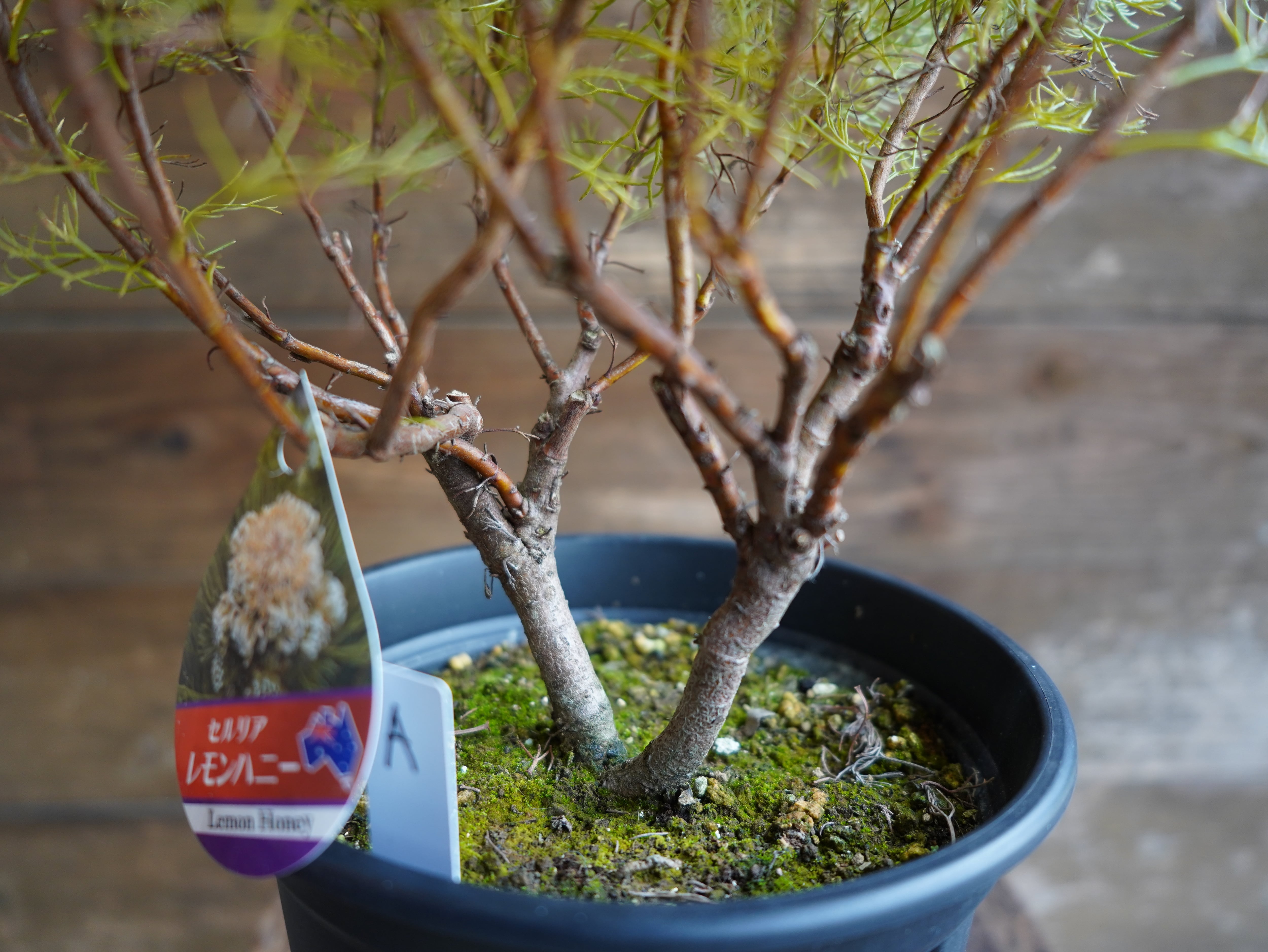 【現物】セルリア　”グロメラータ’レモンハニー”　A