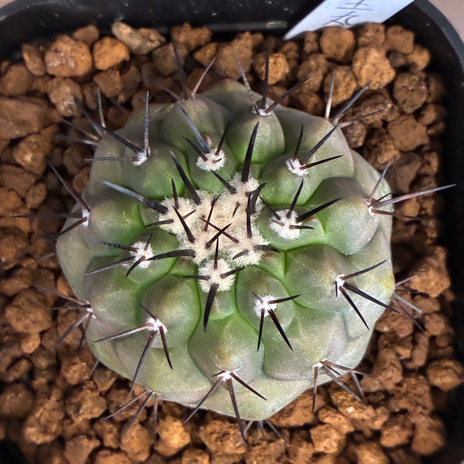 Copiapoa】サボテン コピアポア 黒王丸実生【790】 | PROTOLEAF プロト