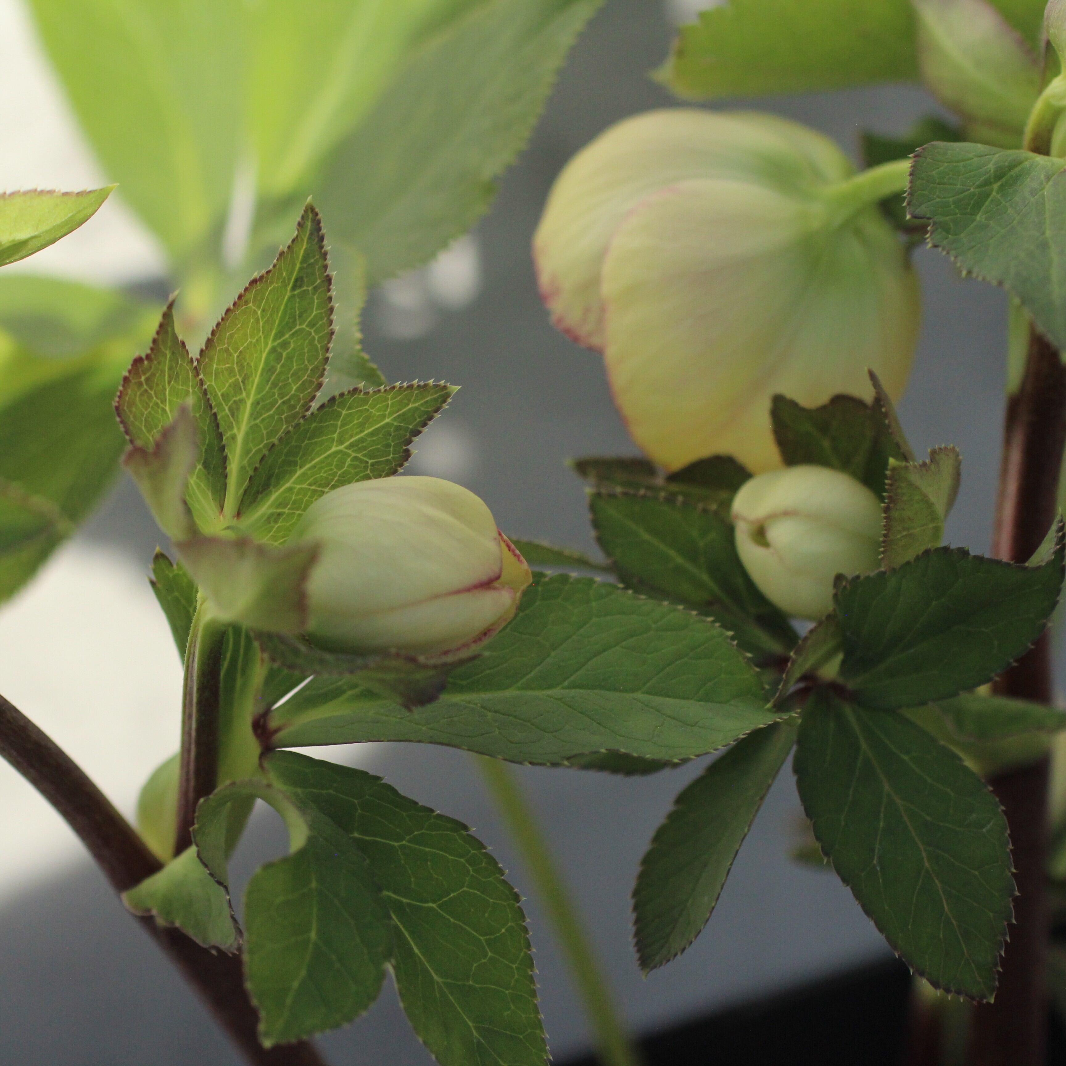 WS26-095 クリスマスローズ ウィンターシンフォニー イエロークレオン