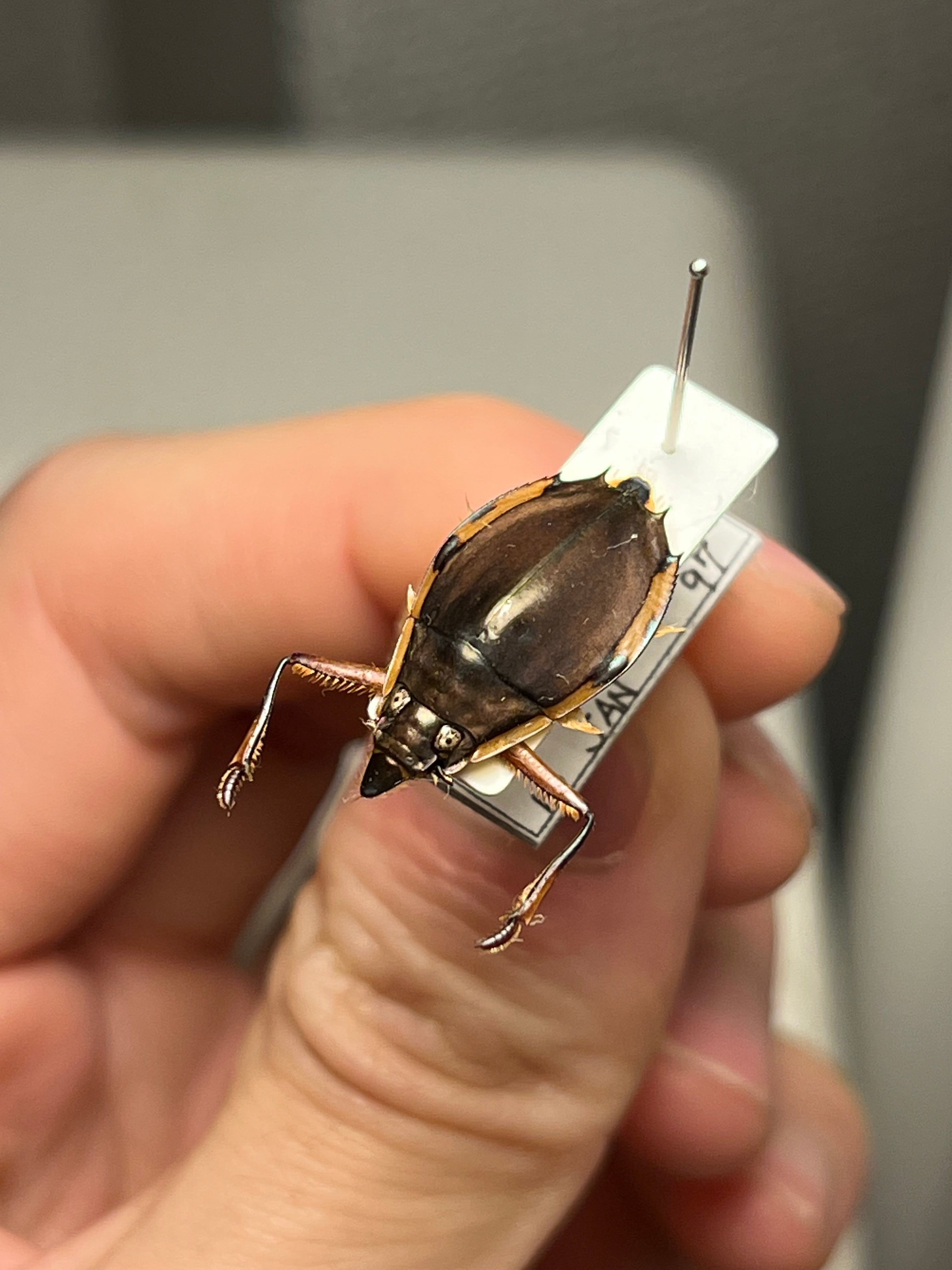 チャイニーズトラップドアスパイダー LS3cm程 ムカデタランチュラ