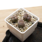 抜き苗 リトープス C153 窓マライシー Lithops lesliei ssp.lesliei var.venteri C153